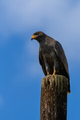 Northern black hawk (Buteogallus anthracinus), resting on a log