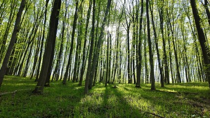 Green spring forest with flowers and grass in morning sunlight.