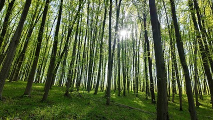 Green spring forest with flowers and grass in morning sunlight.