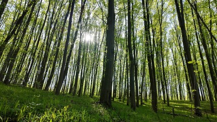 Green spring forest with flowers and grass in morning sunlight.