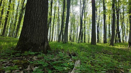 Green spring forest with flowers and grass in morning sunlight.