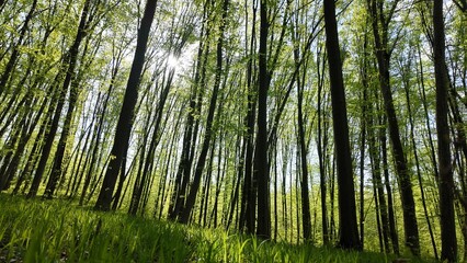 Green spring forest with flowers and grass in morning sunlight.