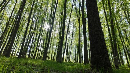 Green spring forest with flowers and grass in morning sunlight.