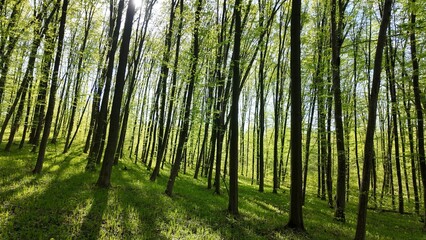 Green spring forest with flowers and grass in morning sunlight.