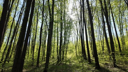 Green spring forest with flowers and grass in morning sunlight.