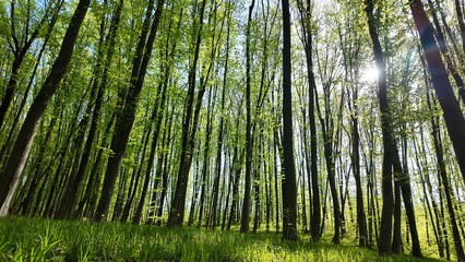 Green spring forest with flowers and grass in morning sunlight.