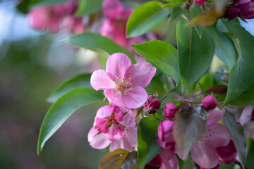 Pink Apple Blossom in Spring Garden Close-up