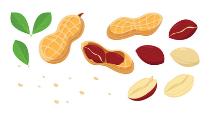Fresh peanut with green leaf vector