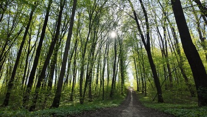 Green spring forest with flowers and grass in morning sunlight.