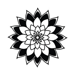chrysanthemum flower intricate petals symmetrical for web and graphic