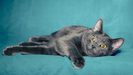 gray shorthair cat plays on a blue background