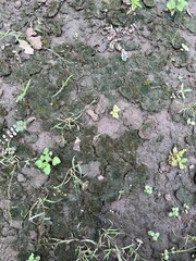 Close-up of moist, mossy soil with scattered weeds, showcasing rich earth texture, natural greenery, and organic environment, perfect for background, farming, and environmental themes.