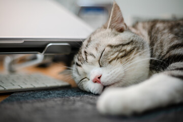 Cute sleeping cat , Cute cat  in the house, Silver Tabby Scottish Cat