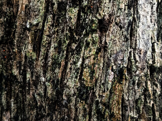 Texture of dark rough bark. Tropical wood background, for 3D rendering materials and backgrounds.