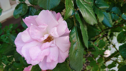 Soft pink rose blooming among green leaves in natural sunlight