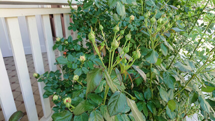 Rose bush with unopened flower buds against white wooden railing