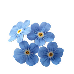 Blue Flower Illustration