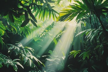 Sunbeams Illuminating Lush Tropical Rainforest Canopy