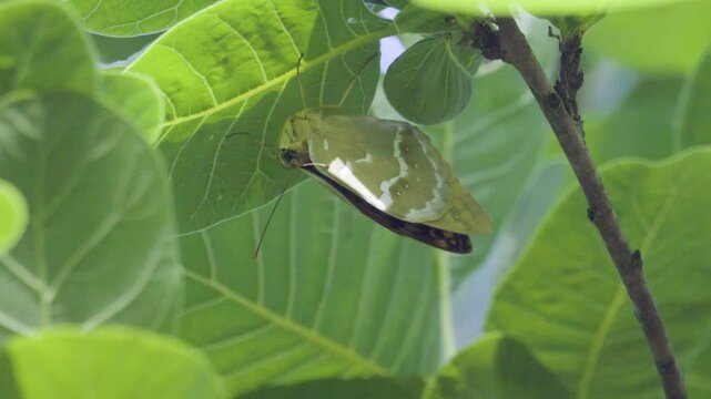 A butterfly silver weed (Argyreia) hid in the hot afternoon under the leaves of a walnut tree. The wings partially work to attract a partner. Crimea