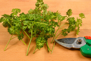 A small bunch of fresh, curly parsley lies next to a pair of green-handled pruning shears on a...