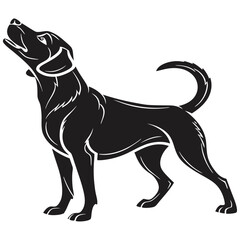 dog on white background