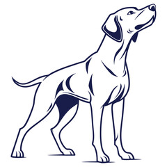 dog on white background