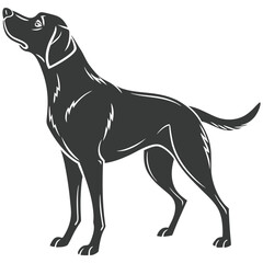 dog on white background