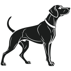 dog on white background