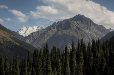 Fototapeta premium Scenic view of tall Asian spruces trees, rugged rocky mountains and magnificent snow peaks of Altyn Arashan valley in Karakol district in Kyrgyzstan
