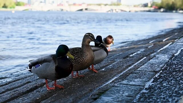 Group of Mallard Ducks within Putney, London, United Kingdom