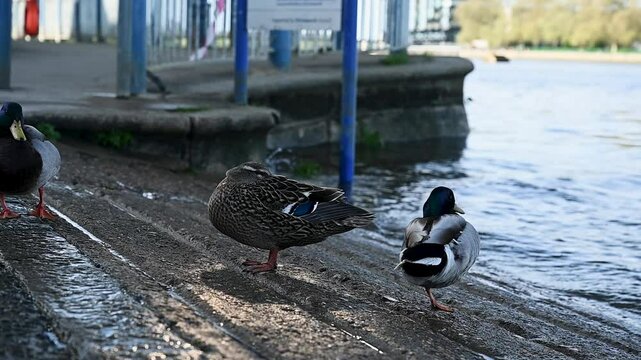 Male and Female Mallard Ducks in Putney, London, United Kingdom