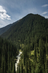 Tall Asian spruce trees forest in the river valley of Karakol district of Kyrgyzstan mountains