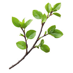 Fototapeta premium Isolated branch with green leaves spring growth botanical nature photo on transparent background