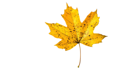 Yellow maple leaf isolated on white or transparent background