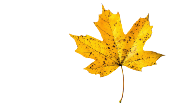 Yellow maple leaf isolated on white or transparent background