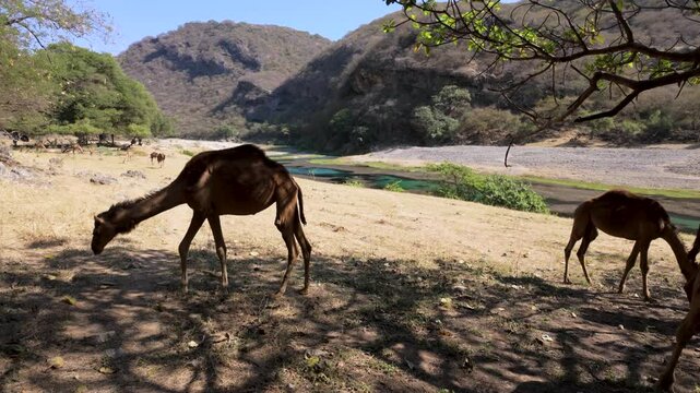 Free range camels grazing in the shade at Wadi Darbat Oasis in Oman