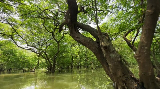 Freshwater wetland located in Sylhet, Bangladesh- Ratargul Swamp Forest