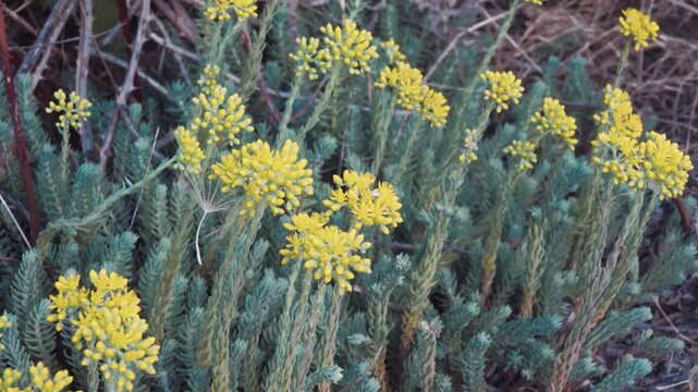 Crooked Yellow Stonecrop (Sedum rupestre) ancestral plant of garden alpinary in a rocky steppe with limestone outcrops. Crimea, Kerch Peninsula