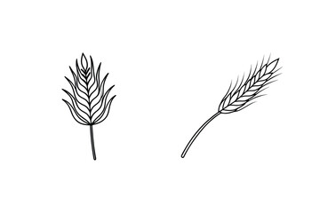 Hand Drawn Wheat And Barley Set Vector Illustration Line Art