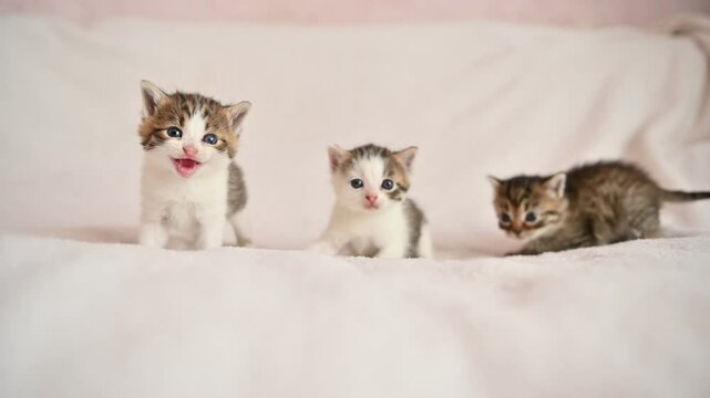 many small fluffy cats meowing on white background