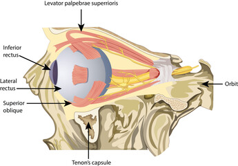 This diagram shows the eye's muscles and structures within the orbit, focusing on movement and support.