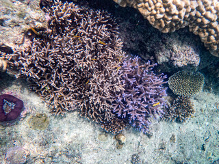 Myanmar sea under the sea