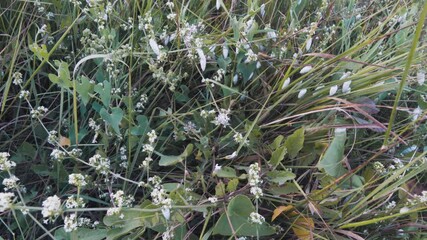 Wild plant, Saracen's-wheat (Fagopyrum esculentum). Dry steppe slopes to the Black sea of the Kerch peninsula, Crimean endemic Brephulopsis cylindrica is a genus of gastropods a lot of