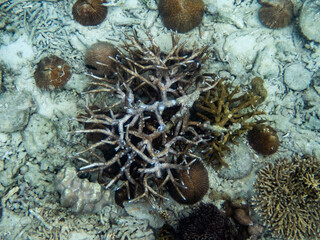 Myanmar sea under the sea
