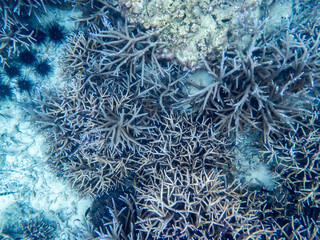 Myanmar sea under the sea
