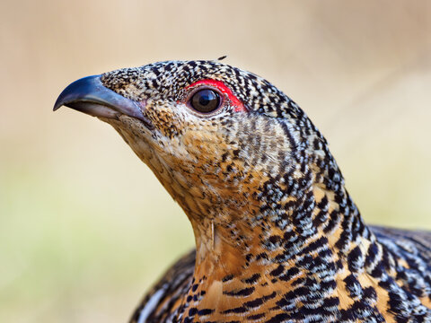 Portrait of female western capercaillie (Tetrao urogallus)