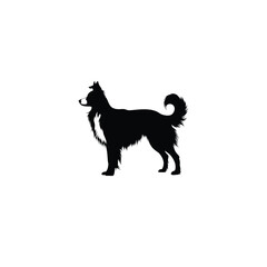 Border Collie silhouette on white background