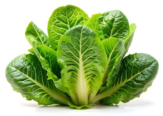 Obraz premium Baby cos lettuce romaine isolated on white background