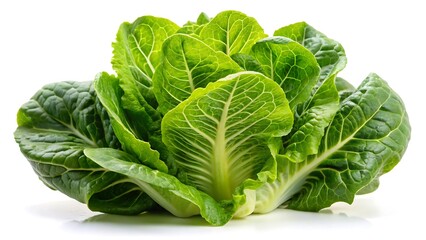 Obraz premium Baby cos lettuce romaine isolated on white background