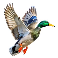 Obraz premium Flying duck isolated on white background